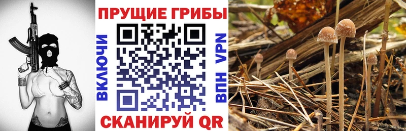 Галлюциногенные грибы ЛСД Купить Макушино